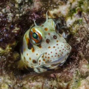 South Pacific, Solomon Islands. Redspotted blenny fish amid coral South Pacific, Solomon Islands. Redspotted blenny fish amid coral