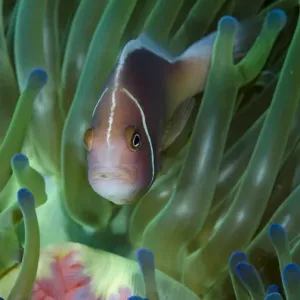 South Pacific, Solomon Islands. Close-up of pink anemonefish in tentacles. Credit as South Pacific, Solomon Islands. Close-up of pink anemonefish in tentacles. Credit as