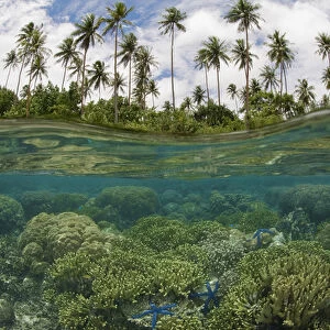 South Pacific, Solomon Islands. Camera held partially underwater showing reef and island palm trees