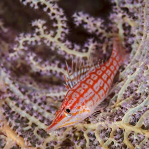 South Pacific, Solomon Islands. Close-up of longnose hawkfish