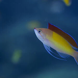 South Pacific, Solomon Islands. A displaying male redfin anthias or fairy basslet fish