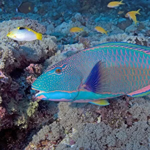 South Pacific, Solomon Islands, Meri Island. Close-up of an adult bicolor parrotfish