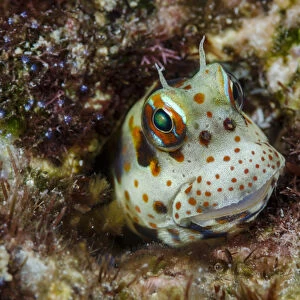 South Pacific, Solomon Islands. Redspotted blenny fish amid coral