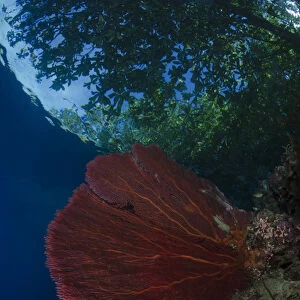 South Pacific, Solomon Islands. View of trees from reef