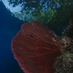 South Pacific, Solomon Islands. View of trees from reef South Pacific, Solomon Islands. View of trees from reef