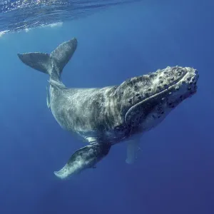 South Pacific, Tonga. Humpback calf close-up. Credit as