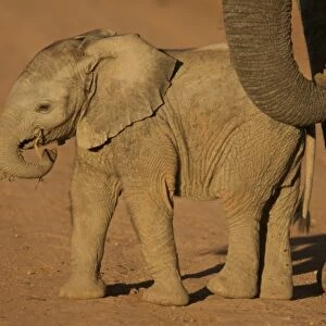 South Port Elizabeth, Shamwari Game Reserve. Baby elephant plays with a branch, mimicking
