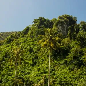 Southeast Asia; Thailand; Puhket; Phi Phi Islands; Hillside of Palms and fresh green trees