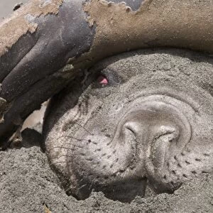 A southern elephant seal lays on the beach with the tail of a second elephant seal