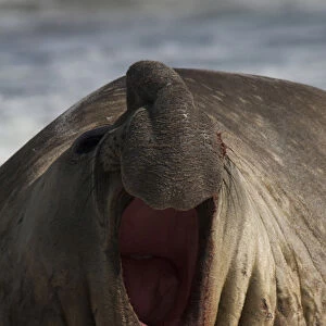 Southern Elephant Seal (Mirounga leonina) Bull Sea Lion Island. South of mainland