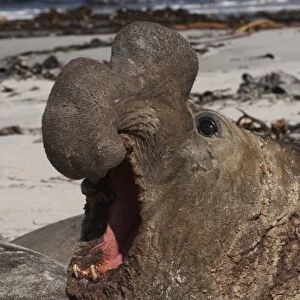 Southern Elephant Seal (Mirounga leonina) a Bull on the beach on Sea Lion Island