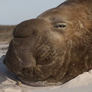 Southern Elephant Seal (Mirounga leonina) Bull on Sea Lion Island, south of mainland