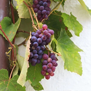 Southern Italy, Puglia. Ripe grapes on vines