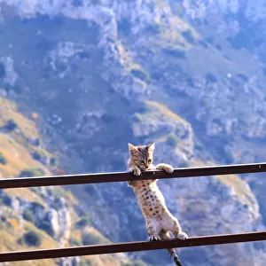 Southern Italy, Region of Basilicata. Small kitten hanging from a hand railing