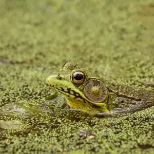 Southern Leopard Frog, Rana sphenocephala, Kentucky