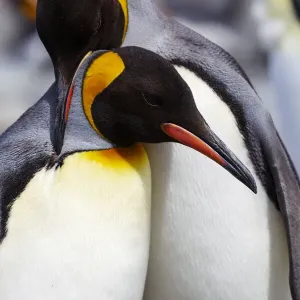 Southern Ocean, South Georgia. Portrait of two adults exhibiting courting behavior
