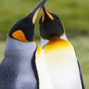 Southern Ocean, South Georgia. Portrait of two courting king penguins