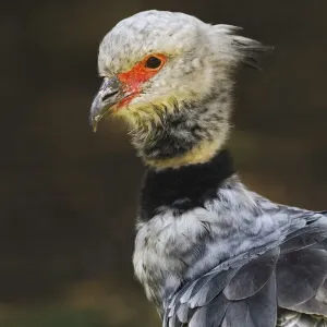 Southern screamer or Crested screamer, native to Peru, Bolivia, Paraguay