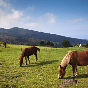 Spain, Basque Country Region, Guipuzcoa Province, Hondarribia, horses along the Jaizkibel