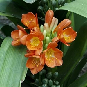 Spain, Canary Islands, Tenerife. Pueblo Chico. Tropical flower, Clivia or Kafir Lily