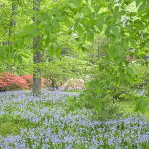 Spanish Bluebell, Azalea Woods, Winterthur, Delaware, USA Spanish Bluebell, Azalea Woods, Winterthur, Delaware, USA