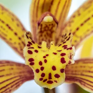 Speckled yellow Orchid