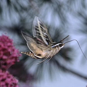 Sphinx Moth (Hyles lineata) on a Valerian. Salt Lake City, Utah