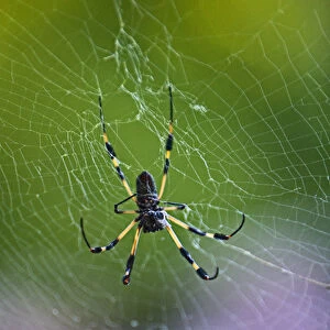 A spider web in the Jade Sea Horse on Utila in Honduras