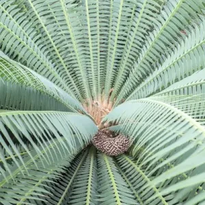 Spiny Dioon, Cycads, USA