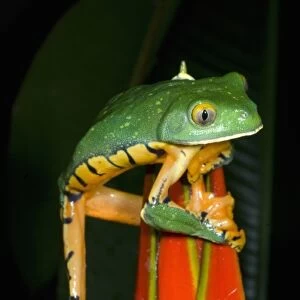 Splendid leaf frog (Agalychnis calcarifer) Costa Rica