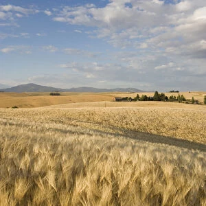 Spokane County, field of 6 Row Barley ripening in the afternoon sun