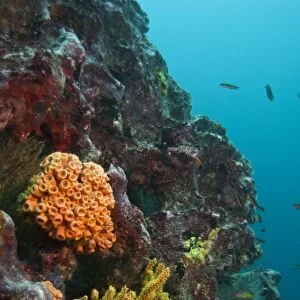 Sponges and mixed invertebrates, Galapagos Islands, Ecuador