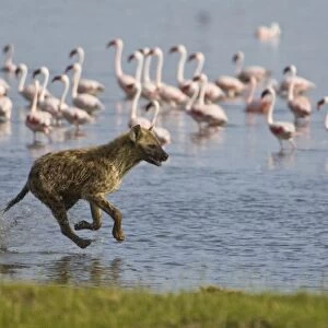 Spotted Hyenas hunting Lesser Flamingoes at Lake Nakuru NP, Kenya