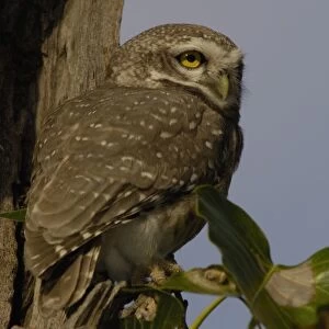 Spotted Owlet (Athene brama). Bharatpur National Park or Keoladeo Ghana Sanctuary