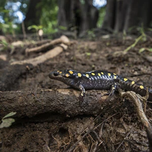 Spotted Salamander (Ambystoma maculatum) CAPTIVE. The Orianne Indigo Snake Preserve, Telfair County