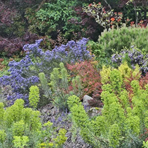 Spring color with deer proof shrubs and trees, Sammamish, Washington State