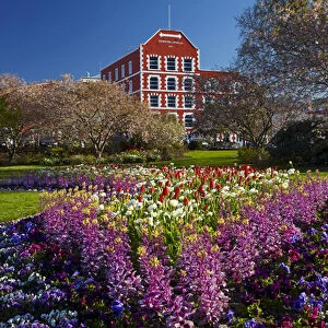 Spring flowers and historic Crown Mills Building, Dunedin, Otago, South Island, New