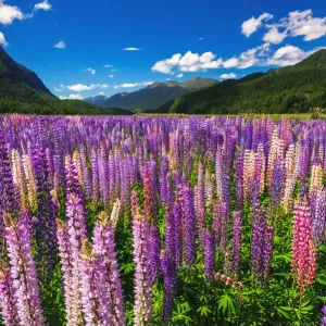 Spring lupine print in Eglinton Valley, Fiordland National Park Spring lupine print in Eglinton Valley, Fiordland National Park