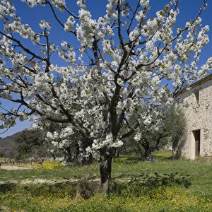 Spring time in Provence, Vaucluse, France