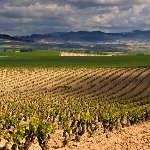 Spring time vineyards roll to the distant village of Briones and mountains in the