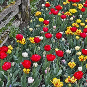 Spring tulip garden in full bloom along fence line, Skagit Valley, Washington State