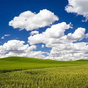 Spring wheat and Winter wheat fields with puffy clouds