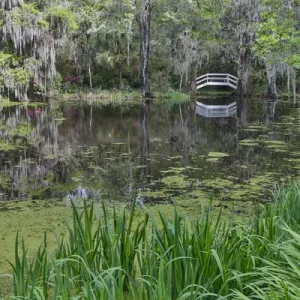 Springtime azelea blooming Magnolia Plantation, Charelston South Carolina, with white