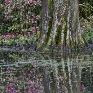 Springtime azelea blooming Magnolia Plantation, Charelston South Carolina
