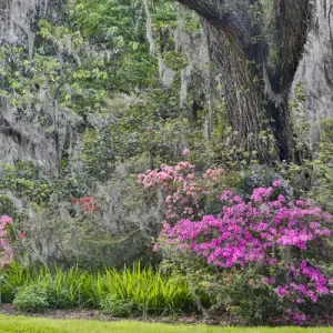 Springtime azelea blooming Magnolia Plantation, Charelston South Carolina