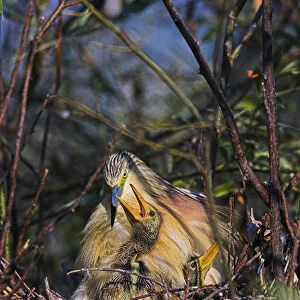 Squacco Heron (Ardeola ralloides) in the Danube Deltanest with parents Europe, Eastern Europe