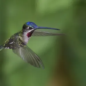 Star-throated Hummingbird Star-throated Hummingbird