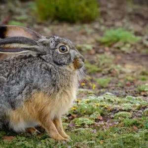 Starck's Hare Print, Ethiopia Starck's Hare Print, Ethiopia