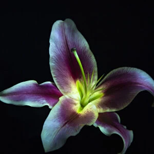 A Stargazer Lily against black background, light painted