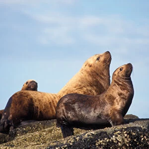 steller sea lions, Eumetopias jubatus, in the Chiswell Islands National Marine Sanctuary